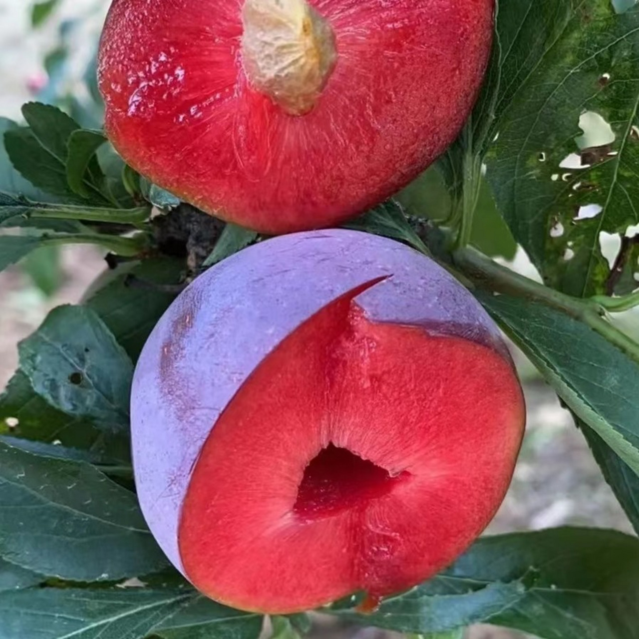 杏李杂交新品种,果肉红色肉质细嫩果大丰产 杏李一号,该品种成熟期7月