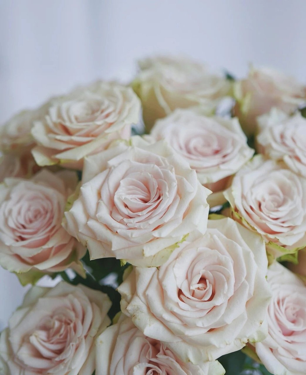 每天认识一种花--庞贝玫瑰 庞贝玫瑰 花瓣绿色,花芯肉粉色系,花期超长