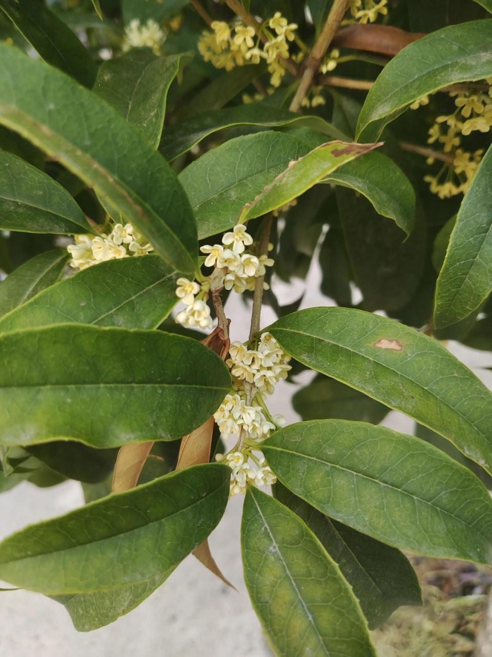 美丽的桂花树 桂花开了,芬香四溢