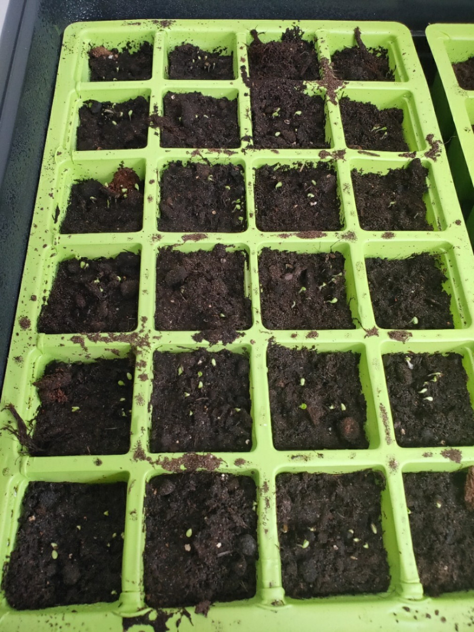 莴笋苗成长记(一)育苗 新手种植,看看今年能不能实现莴笋自由