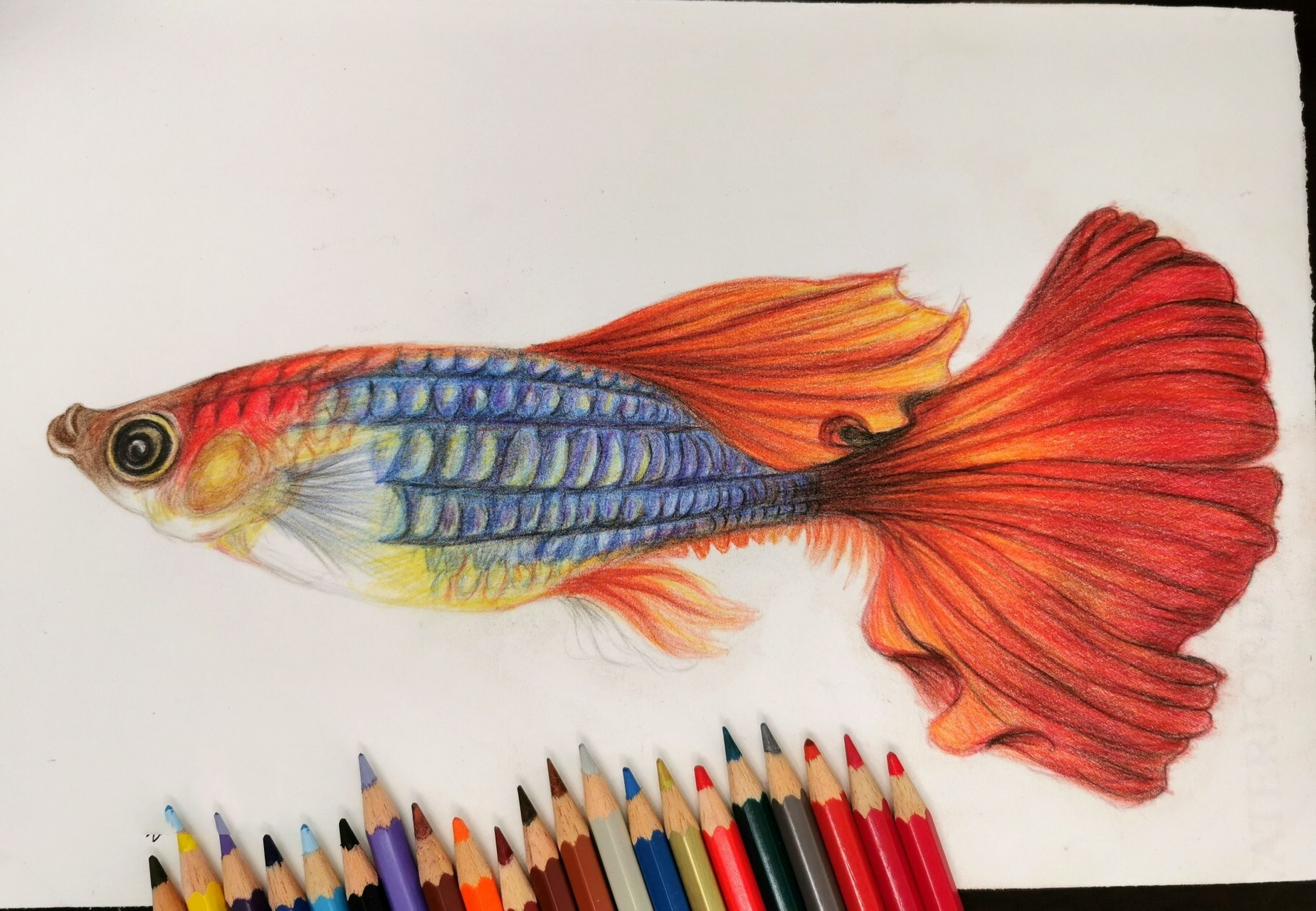 彩铅—孔雀鱼 小白自学绘画 辉柏嘉72色水性彩铅