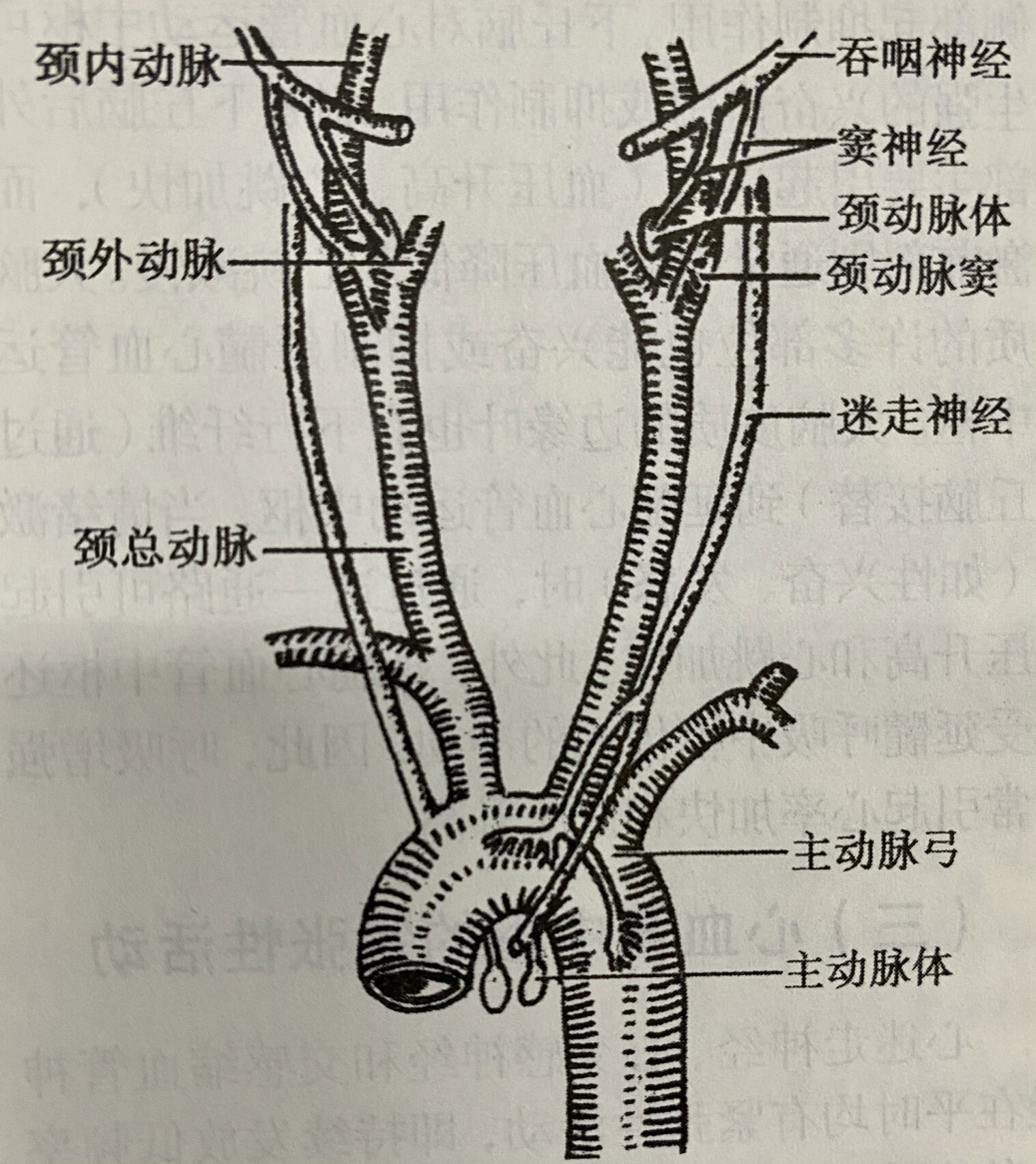 颈动脉体