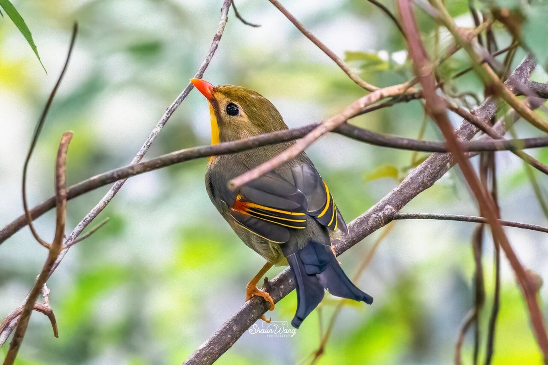 leiothrix,学名:leiothrix lutea,是雀形目噪鹛科相思鸟属的鸟类