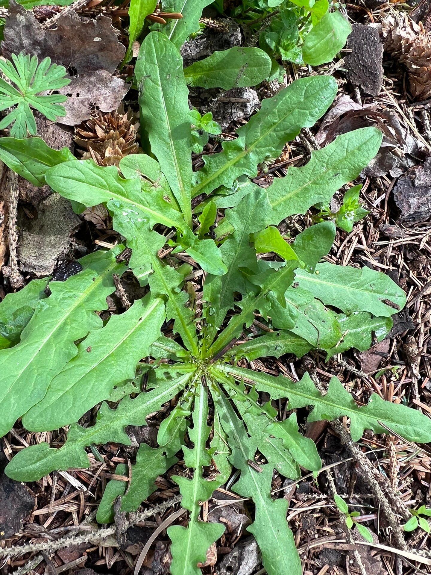 和荠菜长的像的菜图片图片