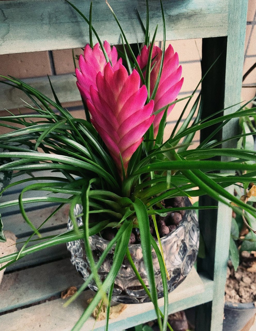 紫花凤梨 紫花凤梨,是凤梨科铁兰属的多年生草本植物.