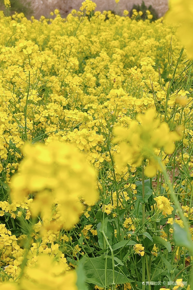 保定的油菜花海开啦!