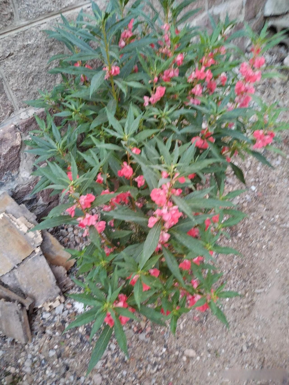 凤仙花,我们这里也叫假桃花,是我们小时候不多的几种男孩女孩都喜欢