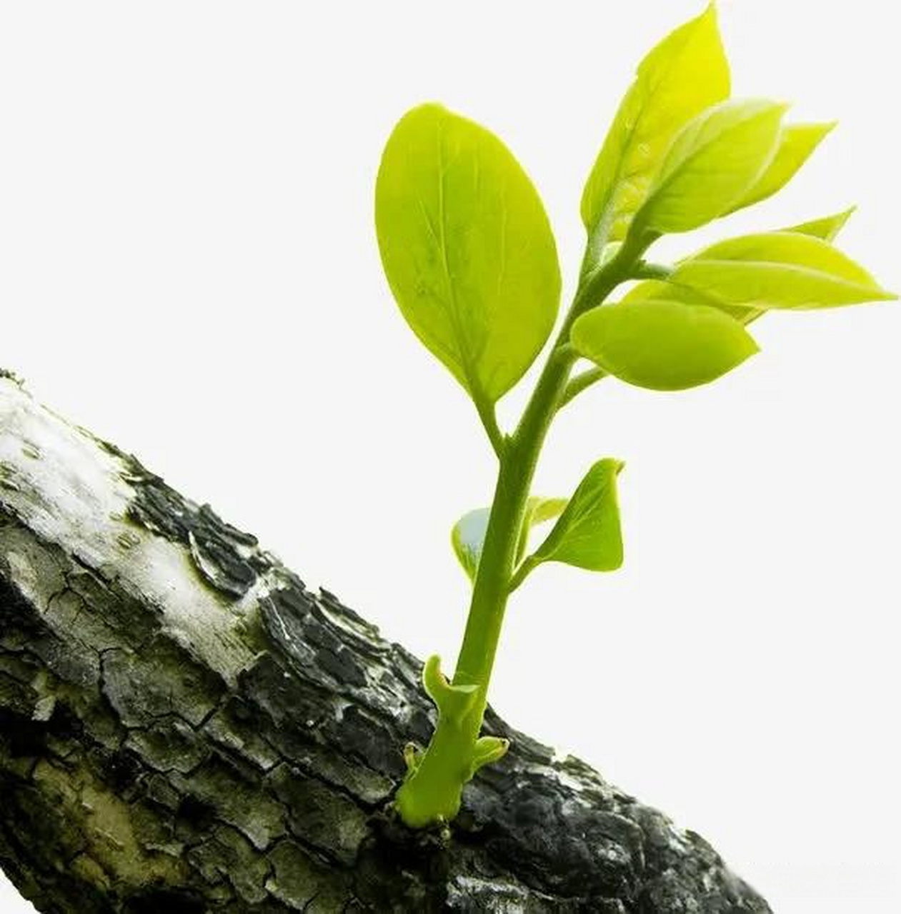 上联:花开伴柳醉春色, 下联:树恋萌芽苏醒时.