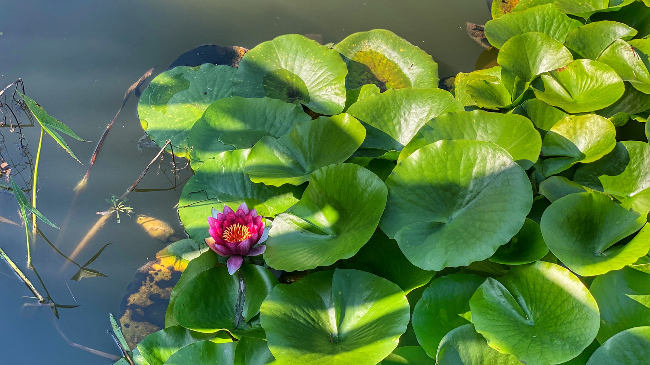 莲花池水沟子 上周去参加小李同学婚礼时,在人家的小区里随手拍的[爱