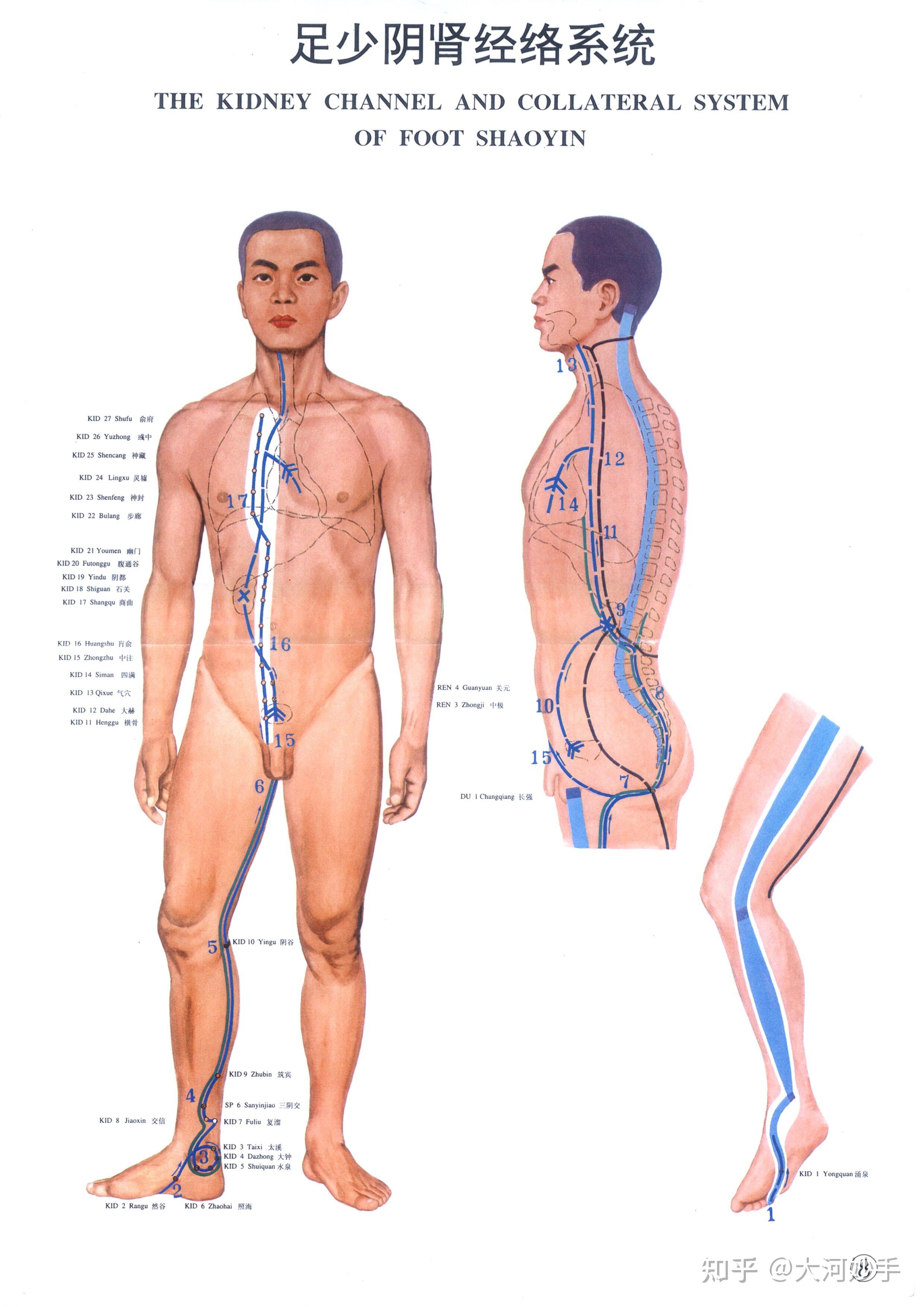 中医精美经络图足少阴肾经大河养生古法八段锦必备
