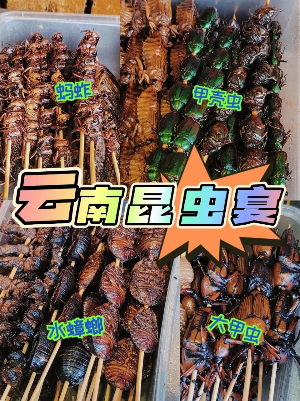 "云南昆虫宴"05089909快看看这些虫子 "云南昆虫宴"0508