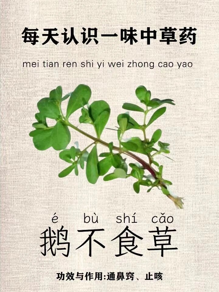 通鼻窍鹅不食草的功效与作用石胡荽鹅不食草的别名叫什么鹅不食草图片