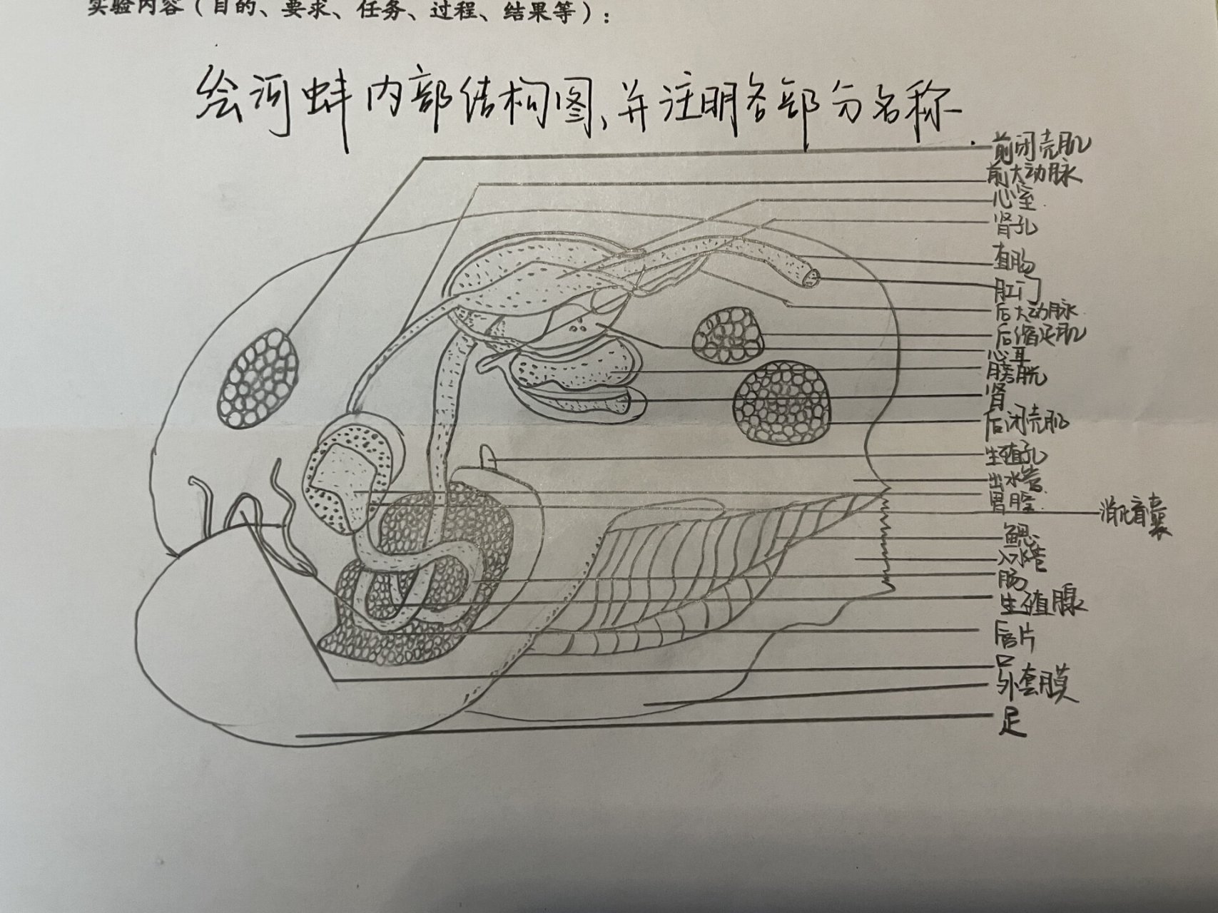 我在心里想,我还真在家没有见过这个河蚌!