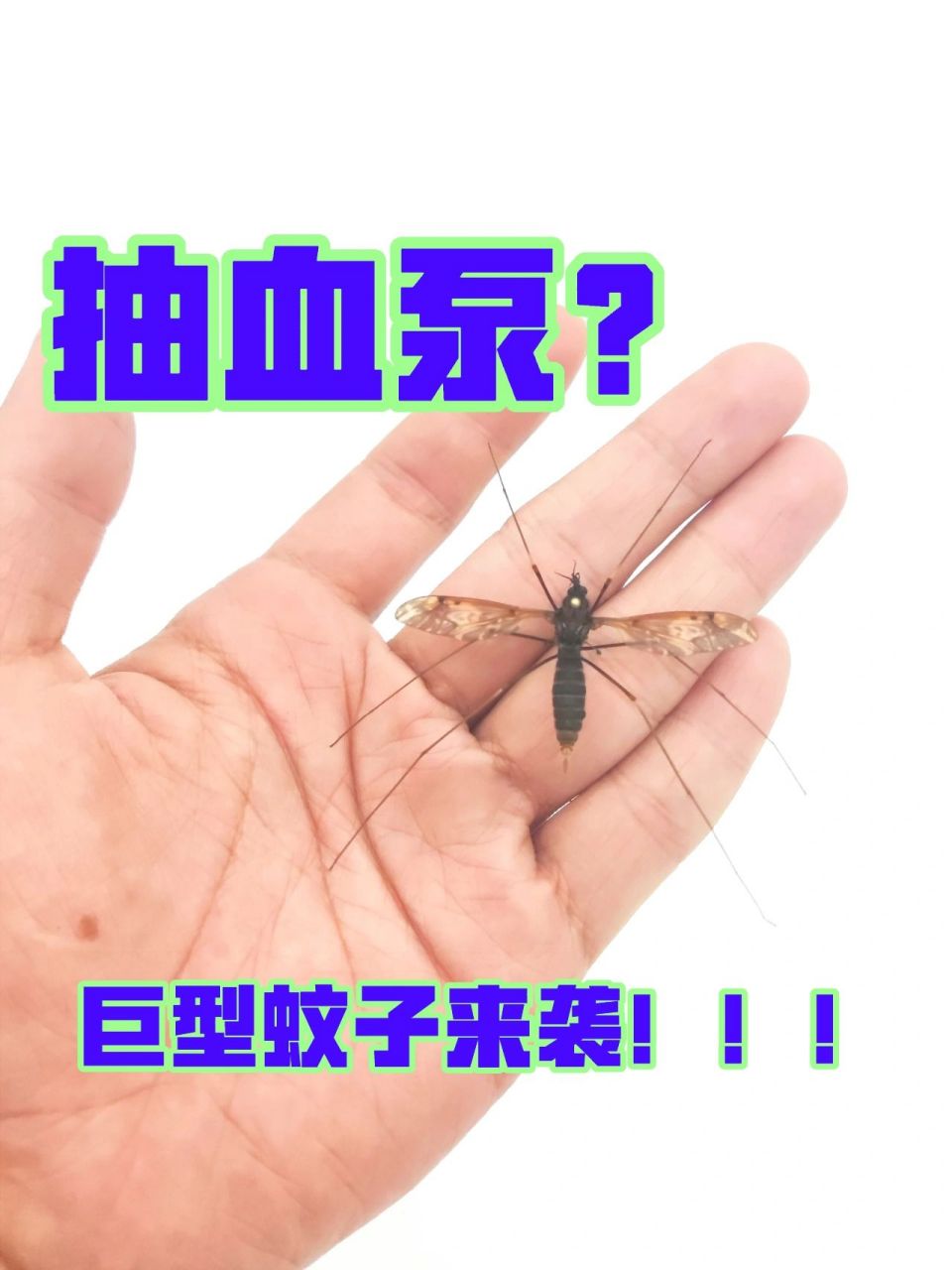 夏日昆虫|不吸血的大蚊子 这种巨型蚊子名字叫做大蚊,大蚊属于双翅目