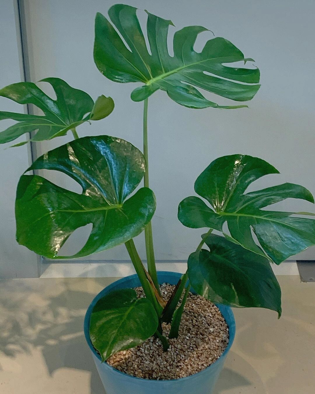 龟背竹,北欧小清新绿植三巨头之首.