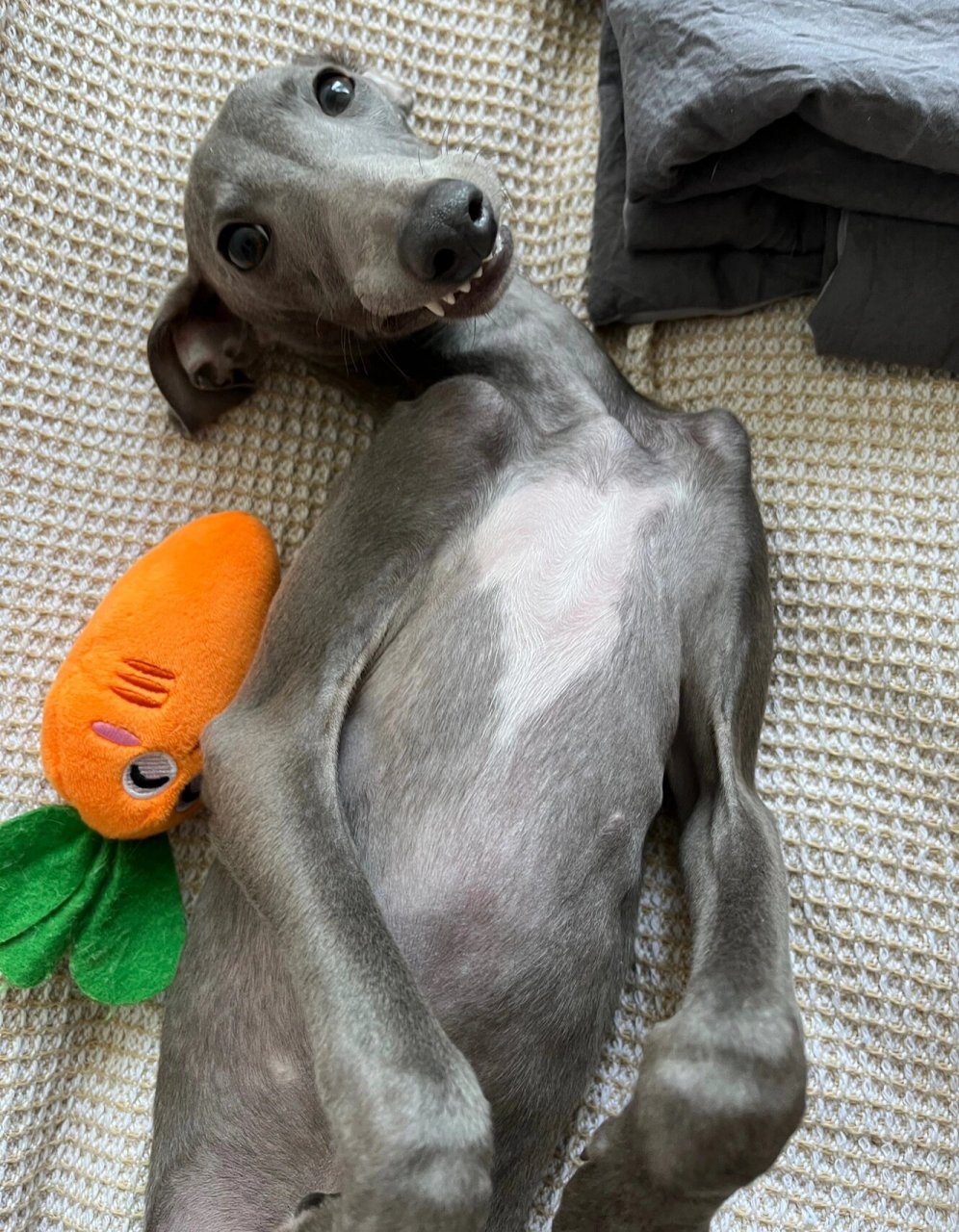 品种:意大利小灵缇 名字:mickey 外号:成精的车座子,米老狗,灰驴