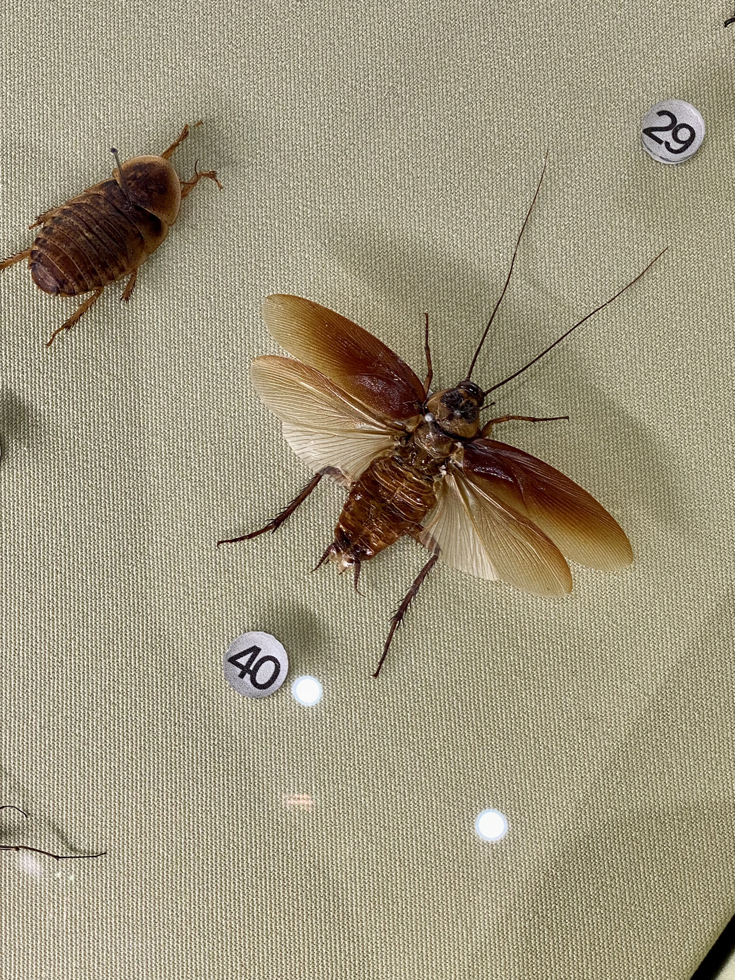 … 原来真的会有翅膀这么大会飞的蟑螂