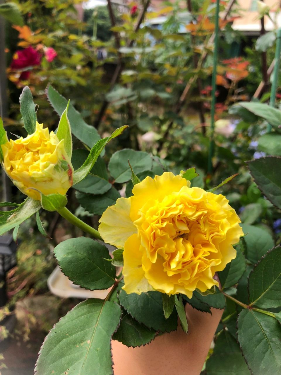 芒果酒吧月季     带波纹边,花色刚开有点带橙边,耐晒耐雨淋,颜色饱和