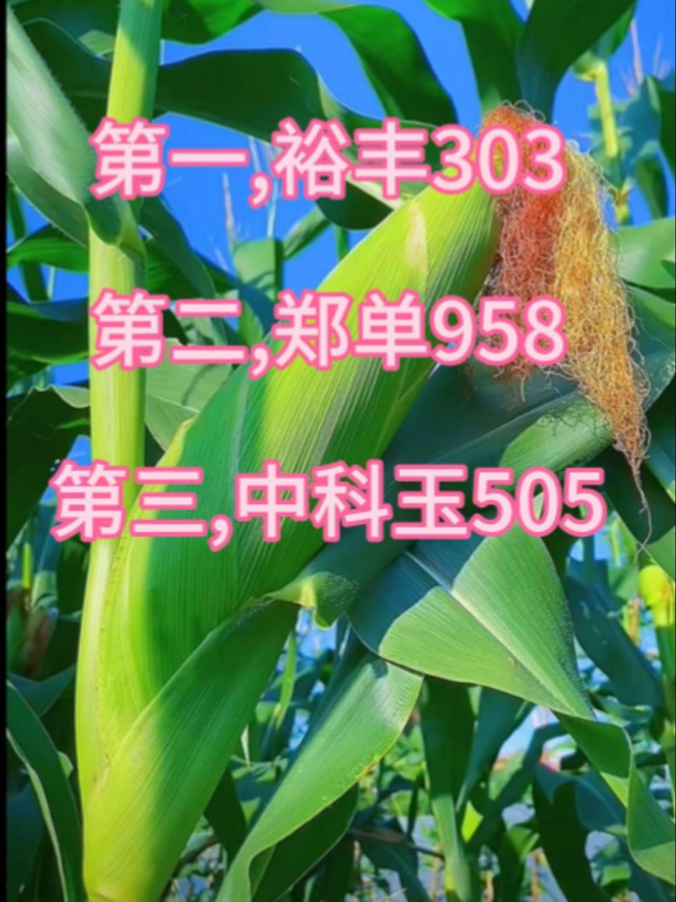 表现最好的10个玉米品种.第一,裕丰303第二,郑单958第三,中科玉505