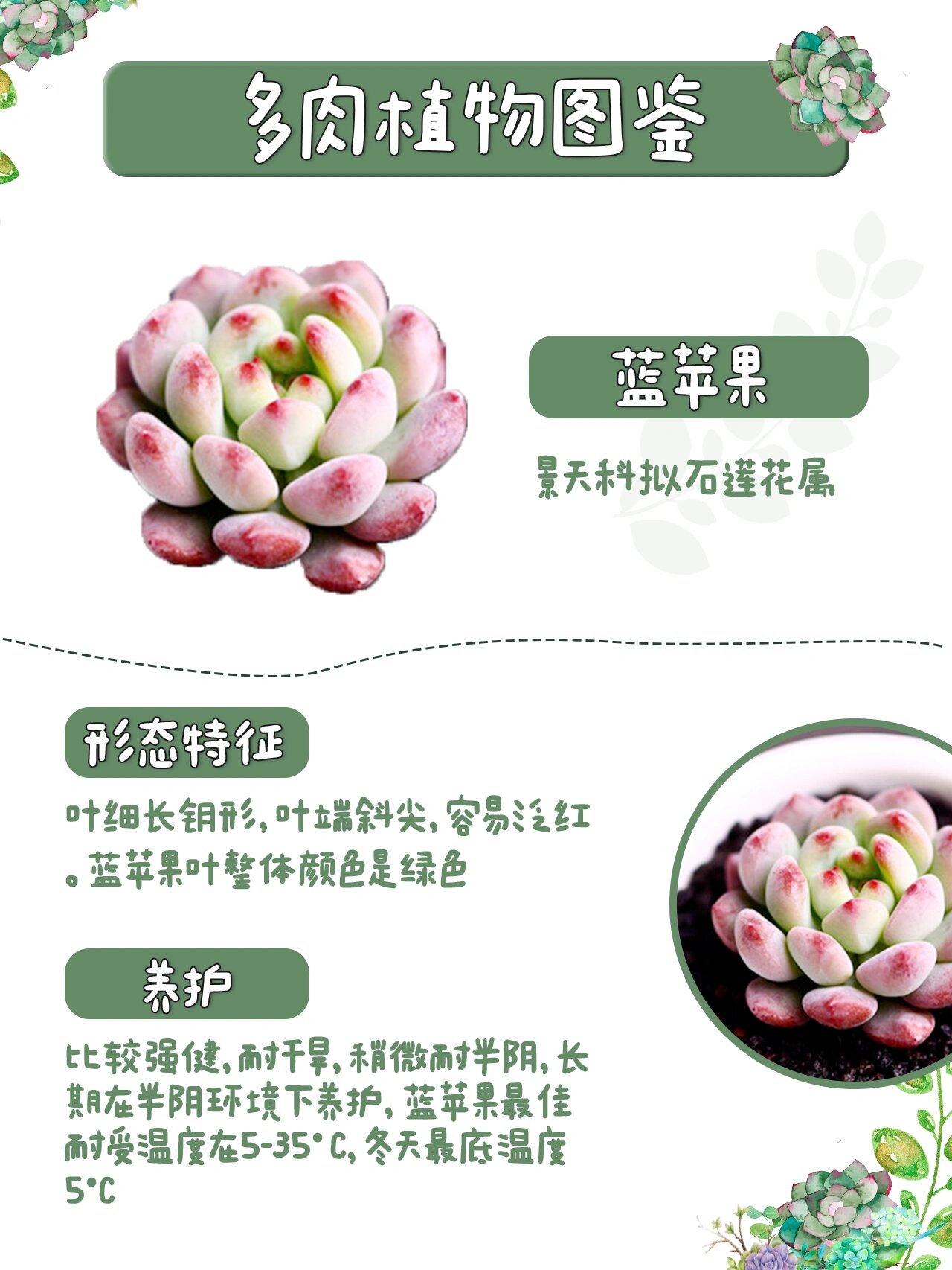 蓝苹果长花剑图片图片