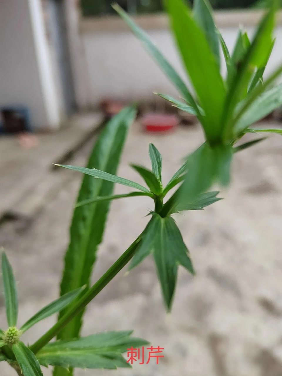 今天上午,找到了一种叫刺芹草药.它有散於消肿作用,而且可炒菜煲汤吃.