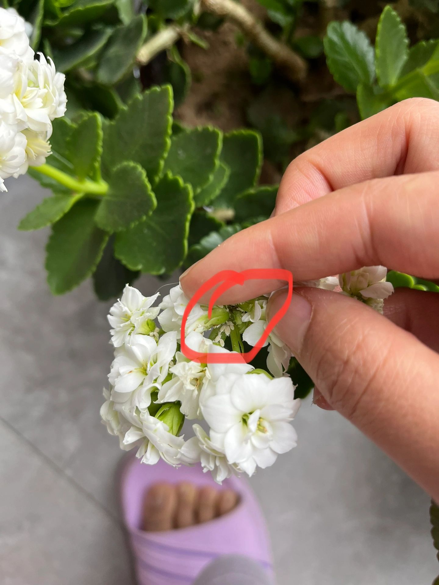 长寿花长了好多白虫子,用什么药比较管用