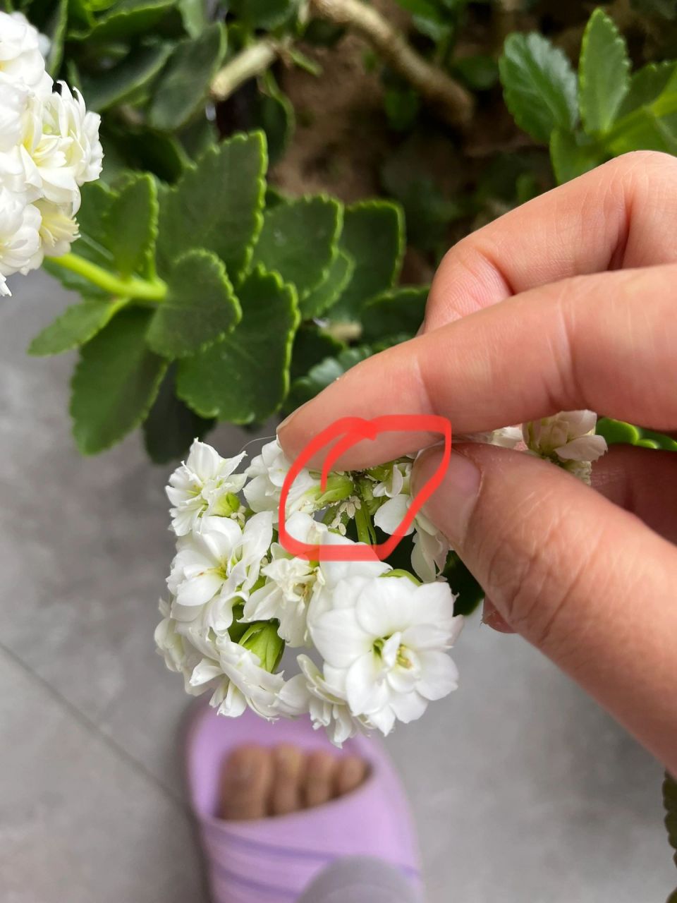 长寿花长了好多白虫子,用什么药比较管用