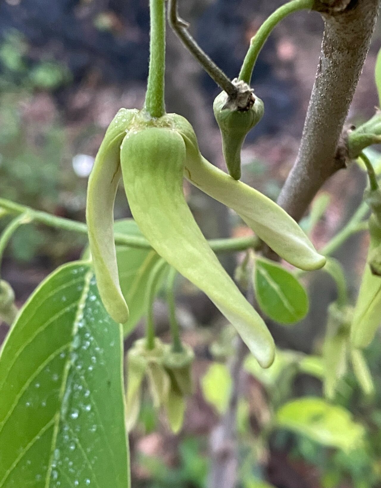 释迦果花图片怎么结果图片