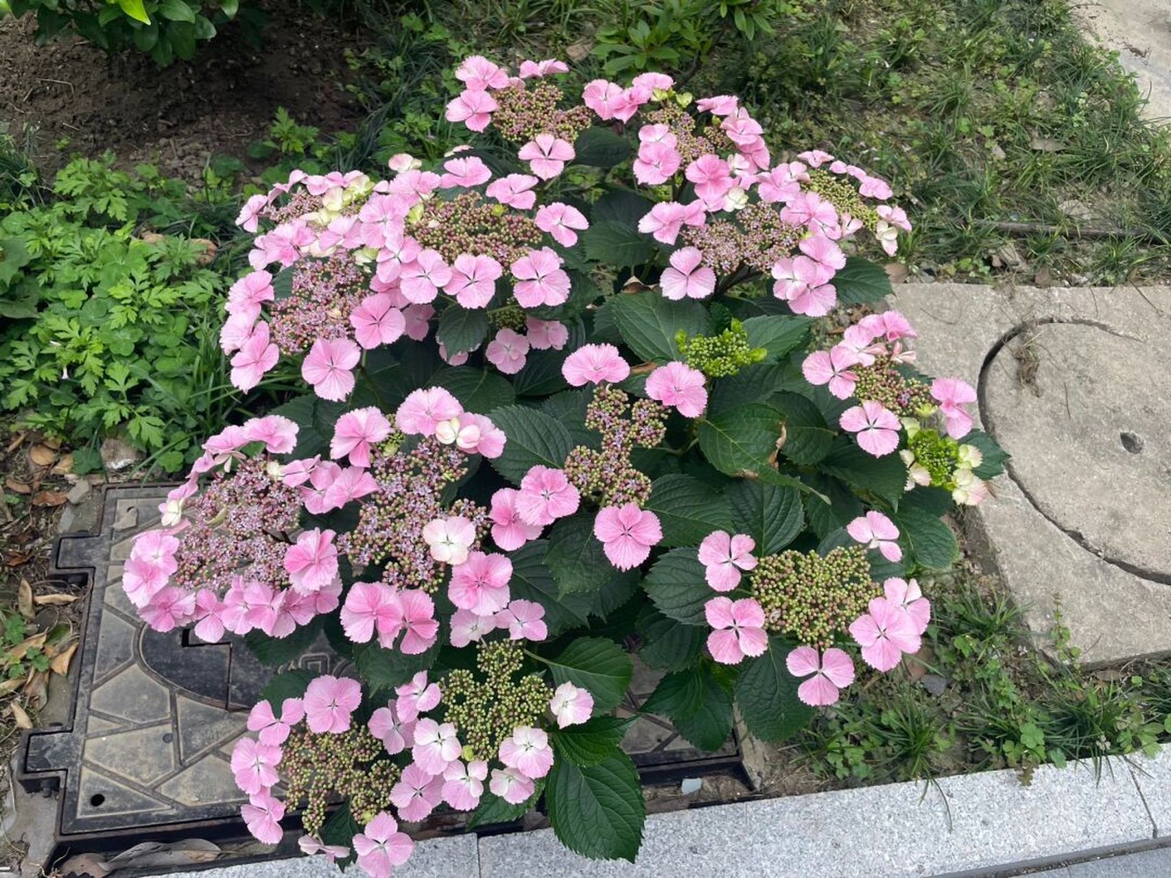 姬小町 不一样的绣球花 看着它从花苞到开到变粉色 成长真的很治愈