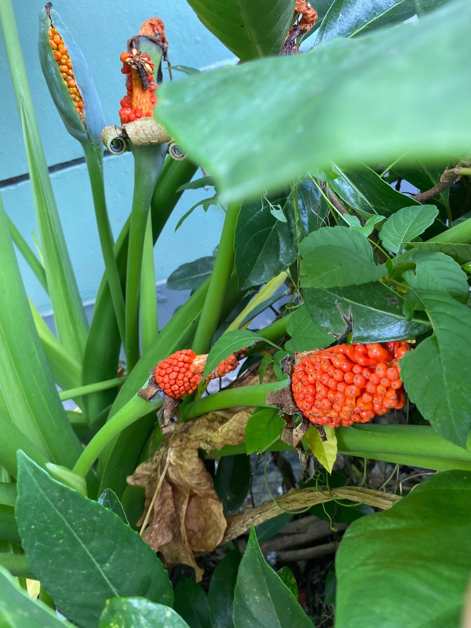 滴水观音结果了,从外形看应该养的有年数了,可惜没能拍到它开花的样子