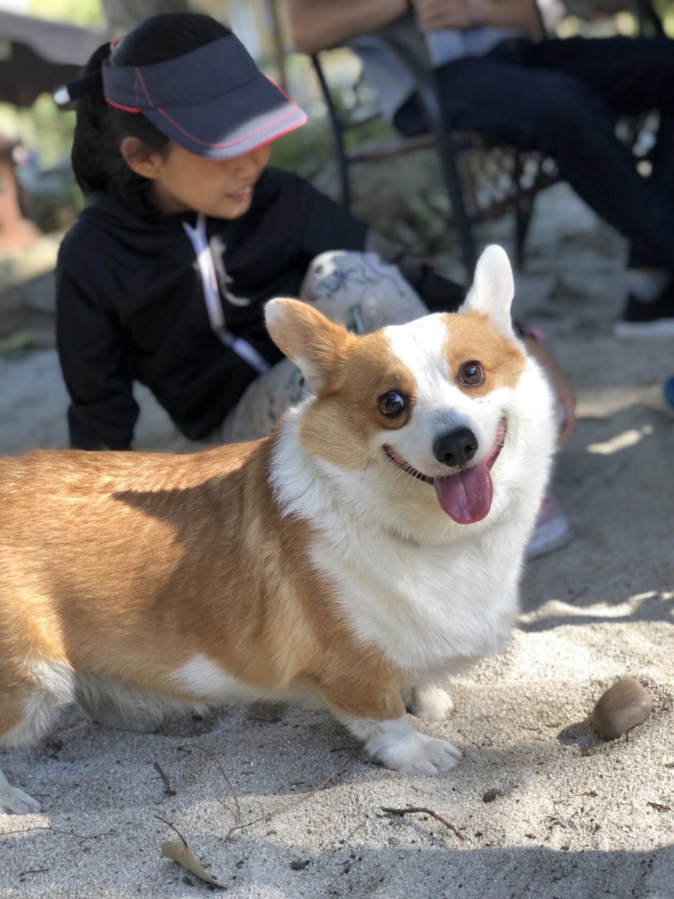 柯基,你笑起来真好看系列～ 没想到小白的笑容迷倒了那么多人,谢谢