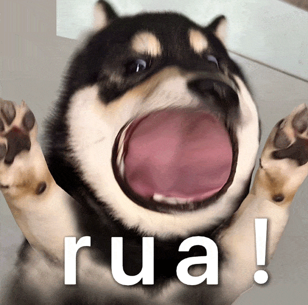 满脑子都是这个rua!表情包