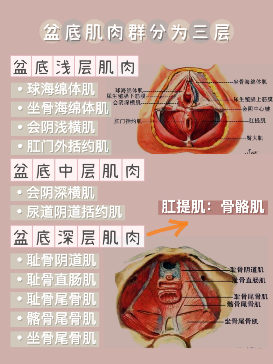 【认识盆底肌】盆底肌群组成/分类/功能 99盆底肌是指封闭骨盆底的