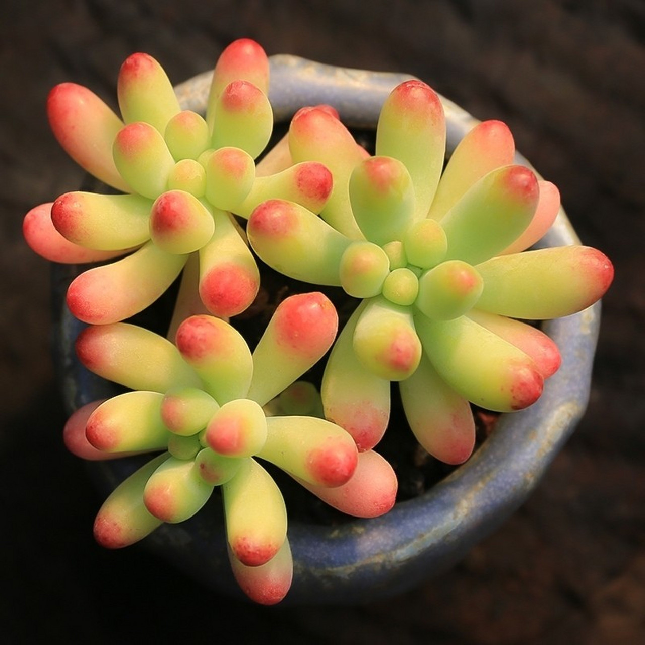 82果冻乙女心的叶片自淡绿到浅黄,最后在叶尖上点缀一道艳丽的红