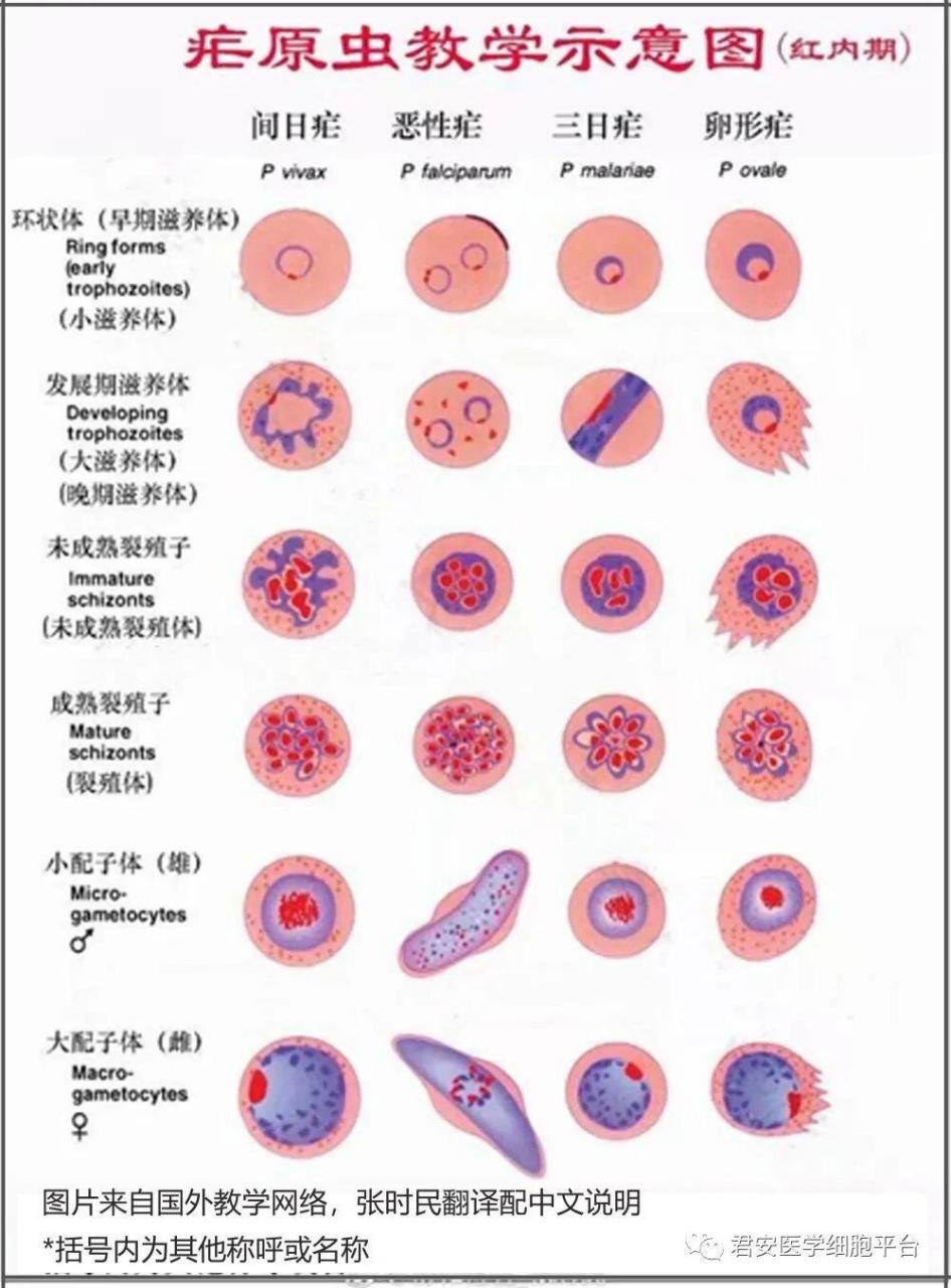 疟原虫小滋养体手绘图图片