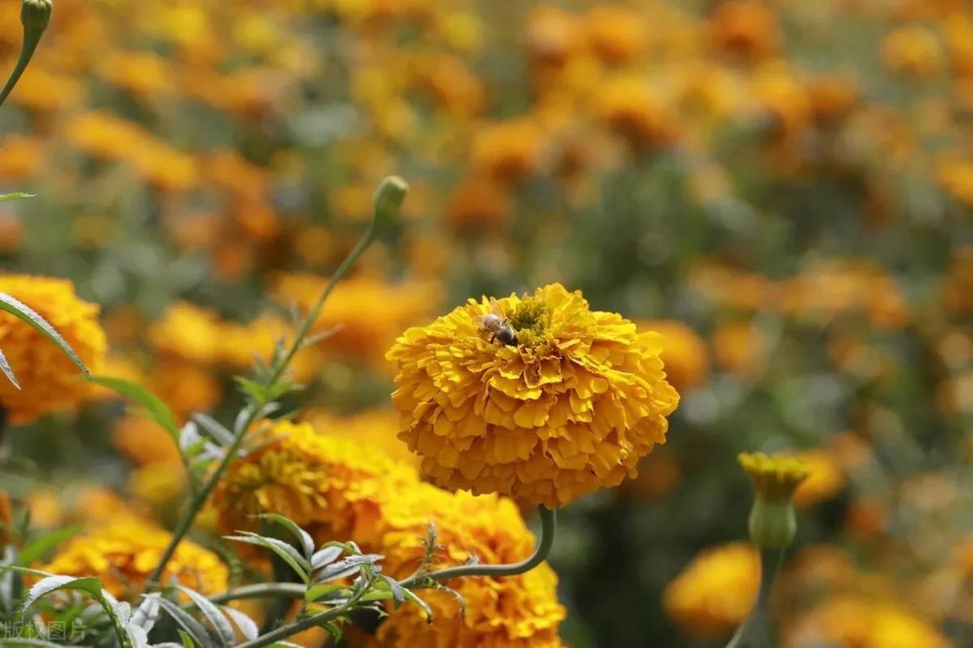 妙笔生花创作挑战亡灵节临近万寿菊装点墨西哥普埃布拉州 当地时间