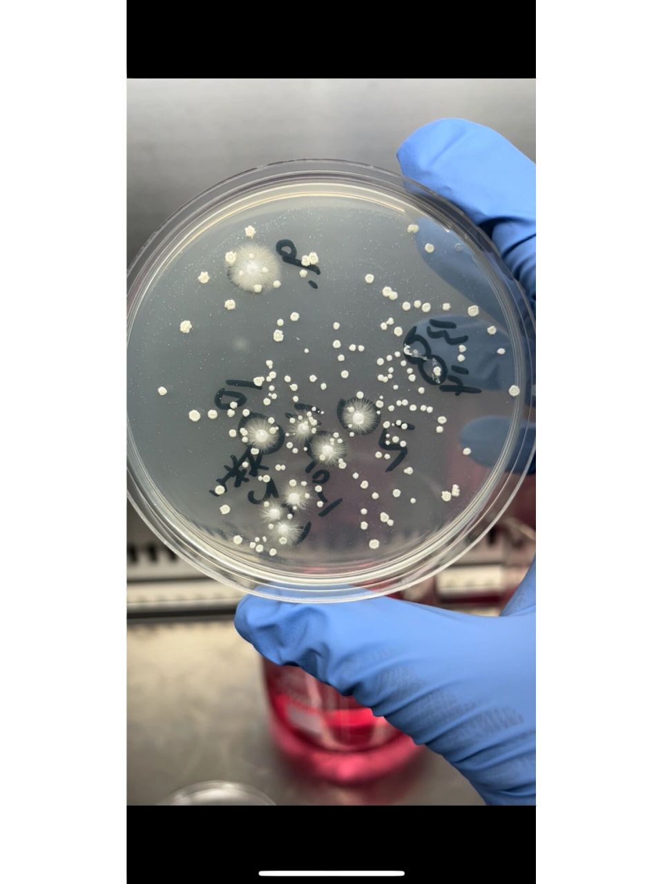 酵母菌菌落形态特征图片