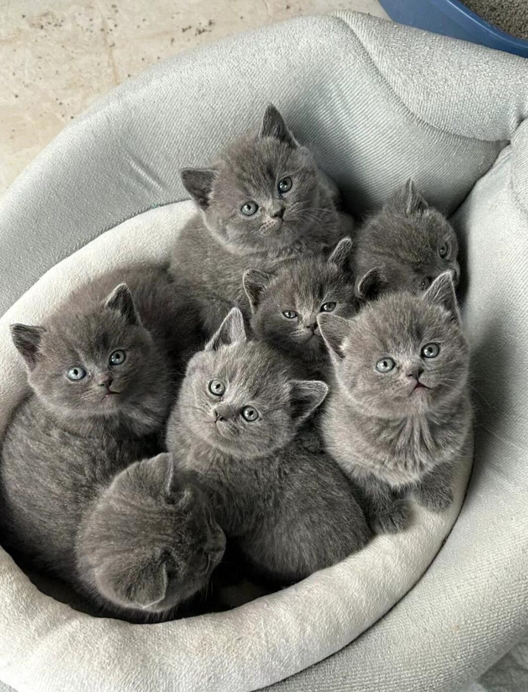 蓝猫幼猫两个月大700一只!