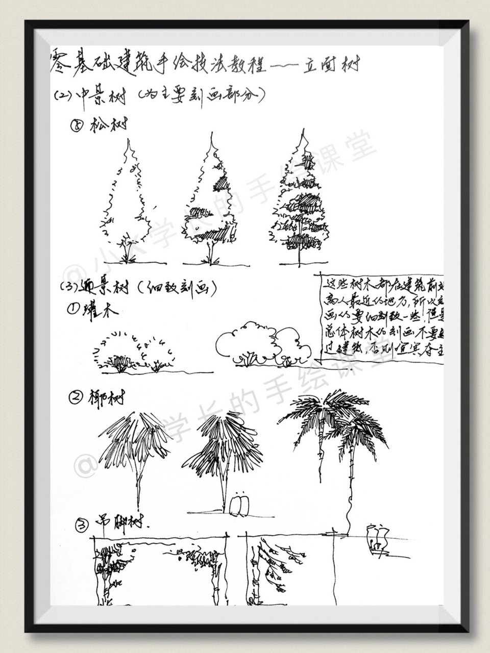 植物立面图手绘带名称图片