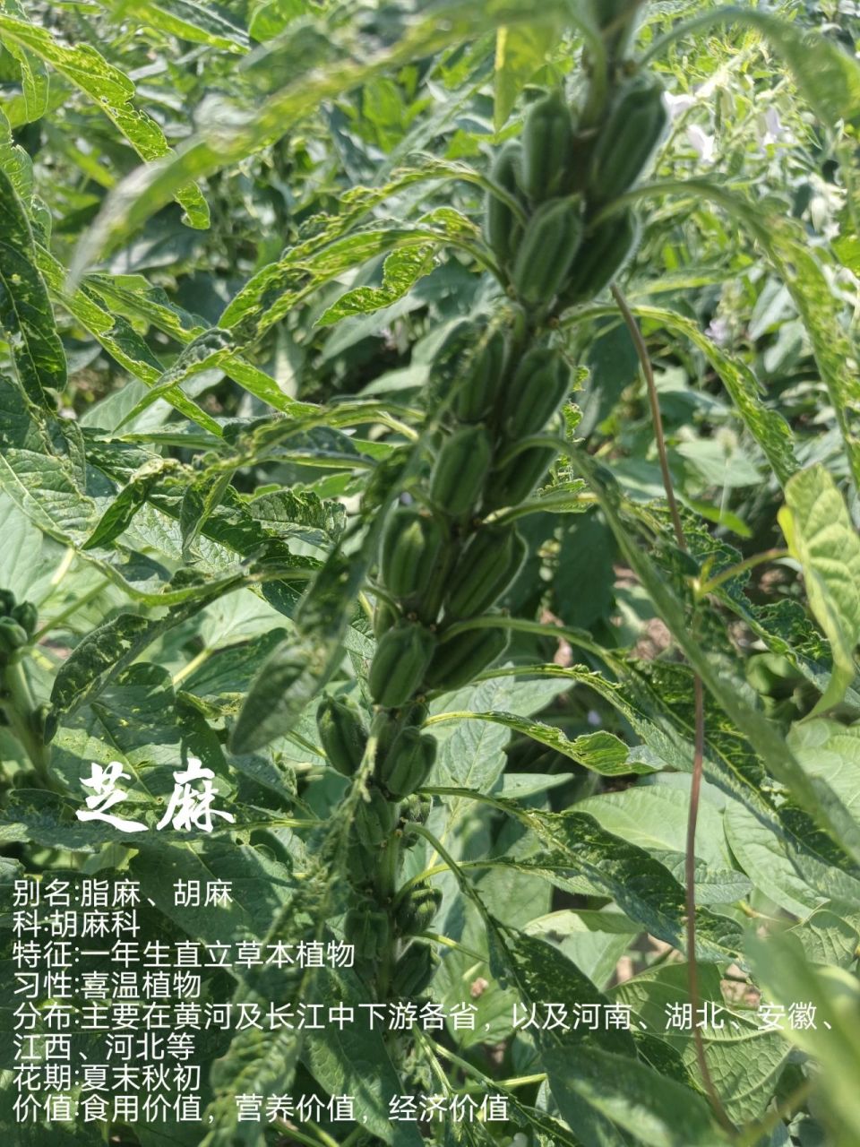 植物小科普~芝麻 别名:脂麻,胡麻 科:胡麻科 特征:一年生直立草本植物