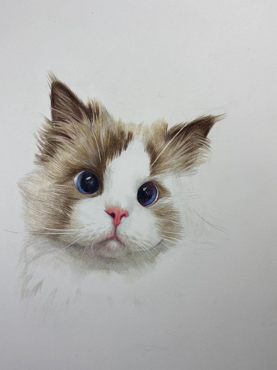 彩铅猫咪(带步骤) 很久没发彩铅画了,慢慢淡出彩铅圈,大家且行且珍惜