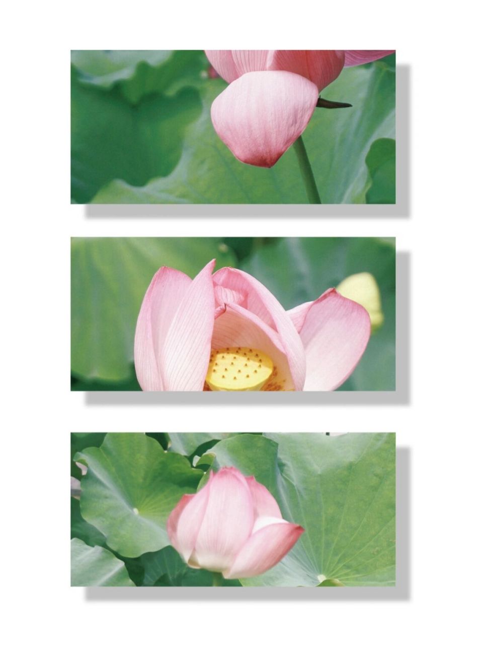 sony a6000 | 16-50套头拍荷花 | 附调色 不得不说套头的我感觉每一次