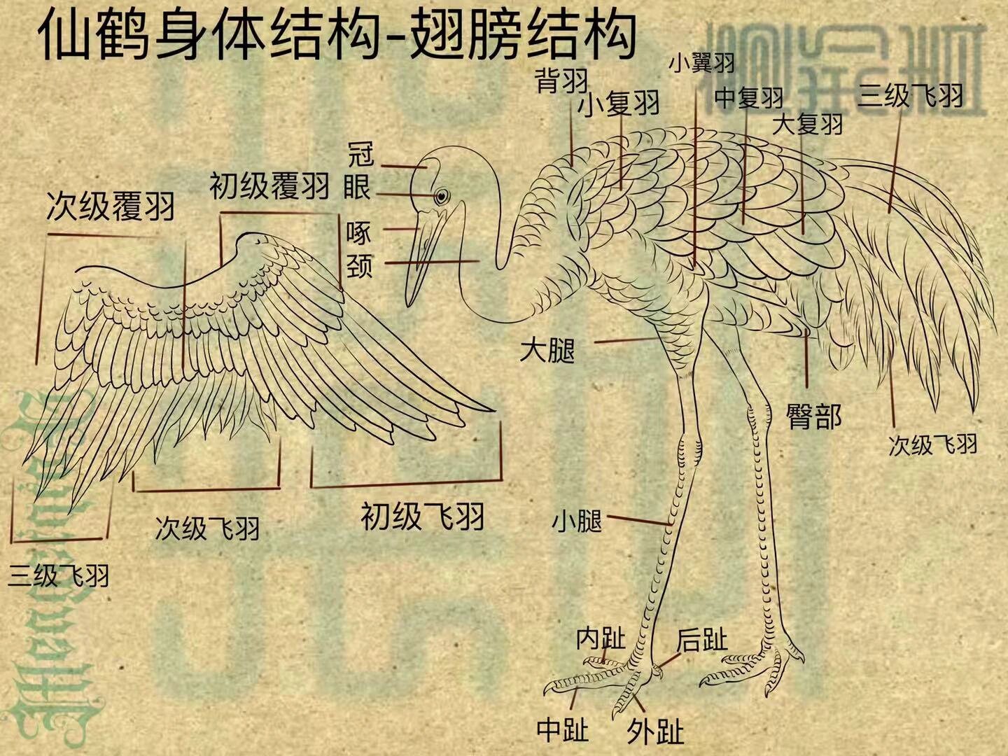 仙鹤结构图图片