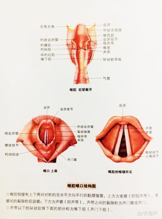 假声带图片