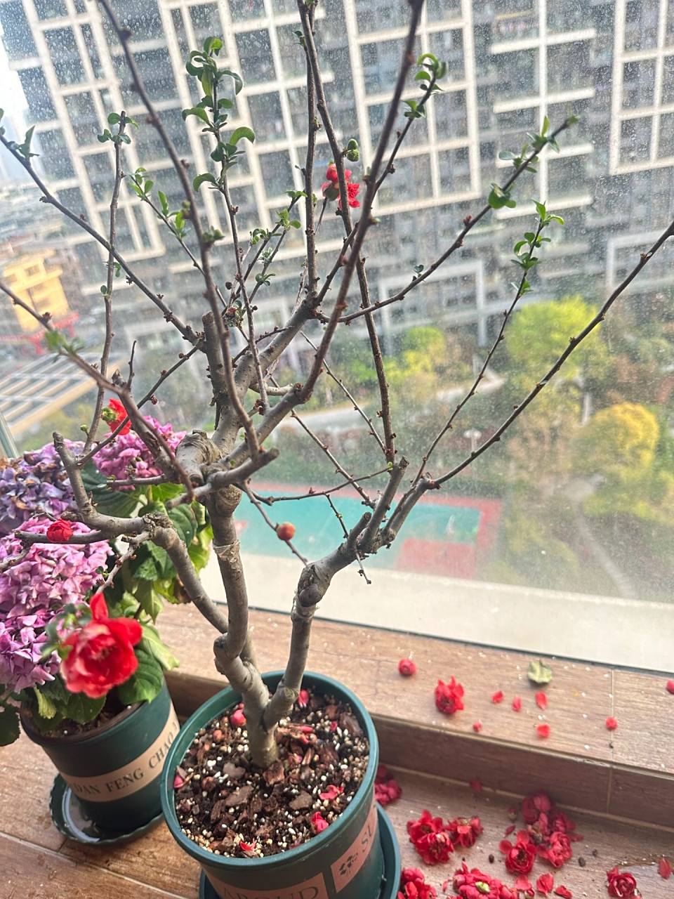 海棠花后怎么修剪啊 有人知道海棠开完花要修剪嘛?