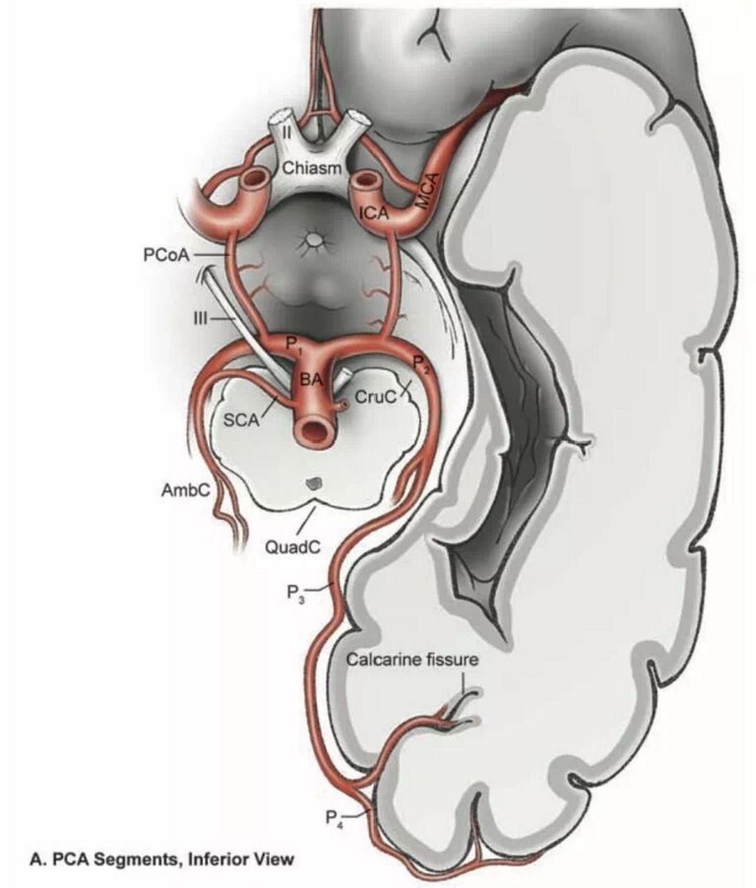 大脑后动脉p1段图片