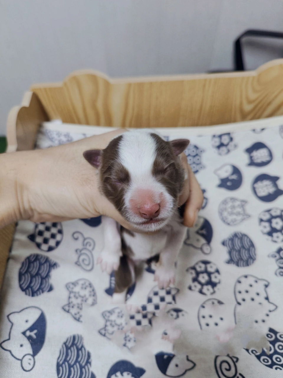 居然一只蓝陨石没生到 边牧盲盒今天开奖啦 一只黑白边牧妹妹,一只