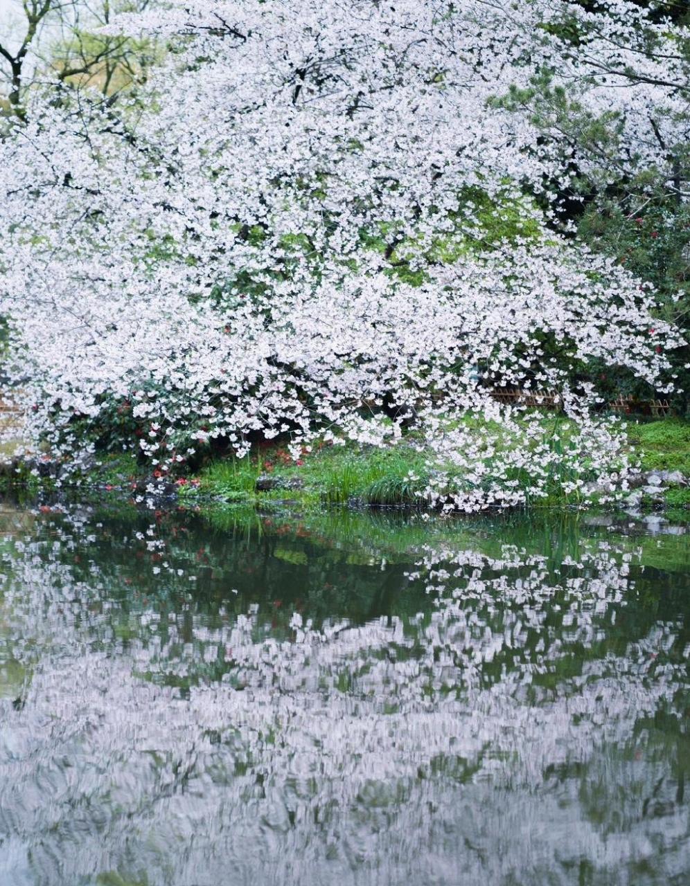 裴度《溪居》 全詩如下: 門徑俯清溪,茅簷古木齊.