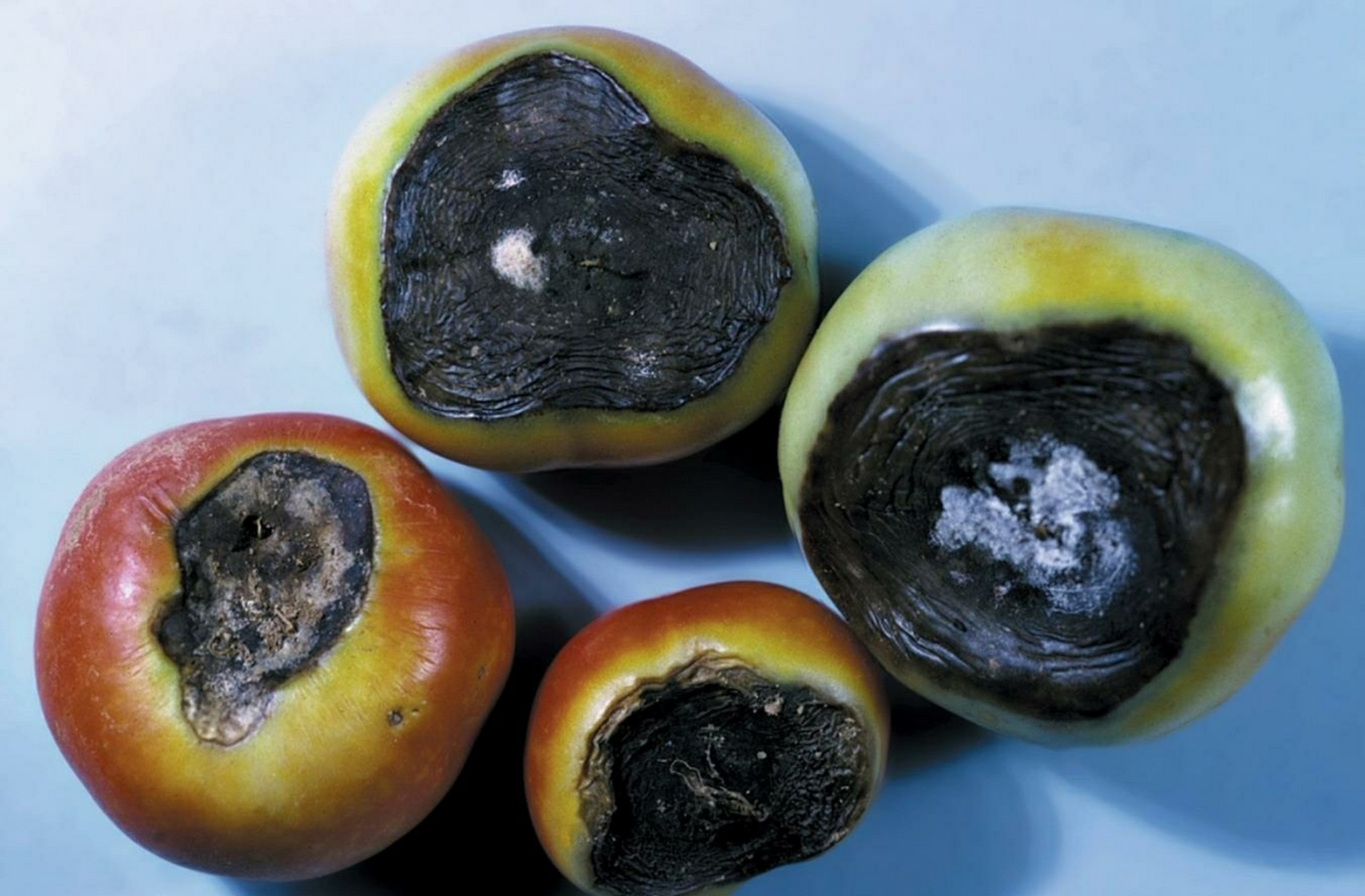 了解番茄脐腐病(blossom-end rot) 症状最初表现为浅棕褐色,果实浸水