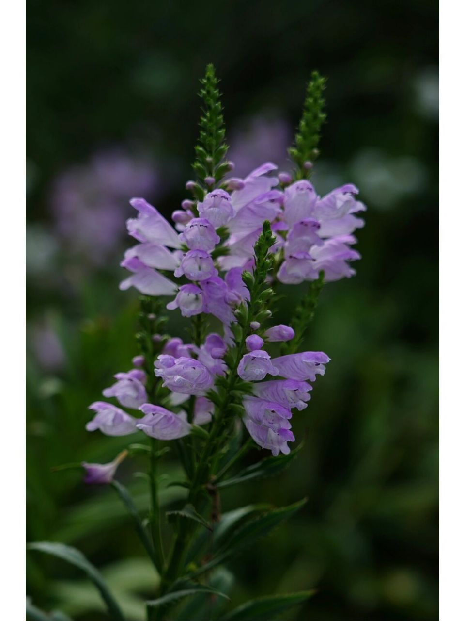 假龙头花|芝麻花|随意草 假龙头花,也名芝麻花,随意草,前者因其顶生